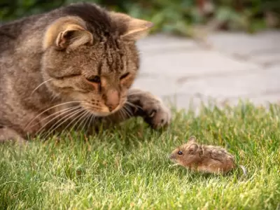 Los gatos son realmente cazadores de ratones como asegura el mito?