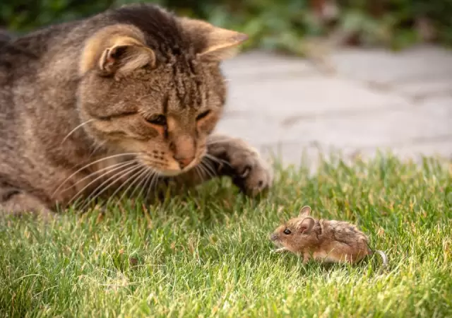 Los gatos son realmente cazadores de ratones como asegura el mito?