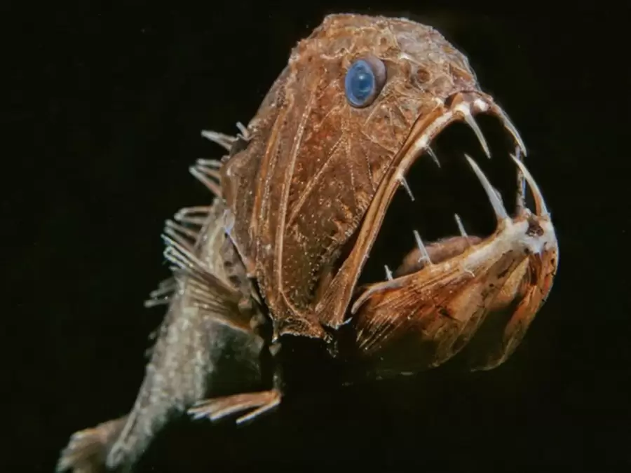 El espeluznante rape abisal es uno de los peces cuyo habitat se encuentra a mayor profundidad de todo el planeta. (Imagen: National Geographic)