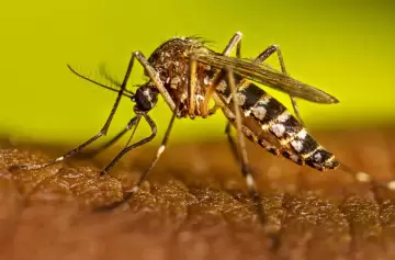 Dengue