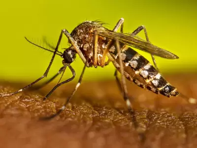 El dengue nos pica el bolsillo: repelentes por las nubes y un verano en alerta