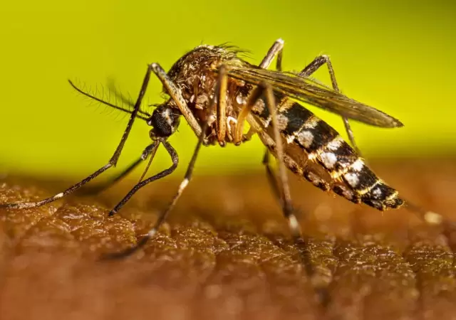 El dengue nos pica el bolsillo: repelentes por las nubes y un verano en alerta