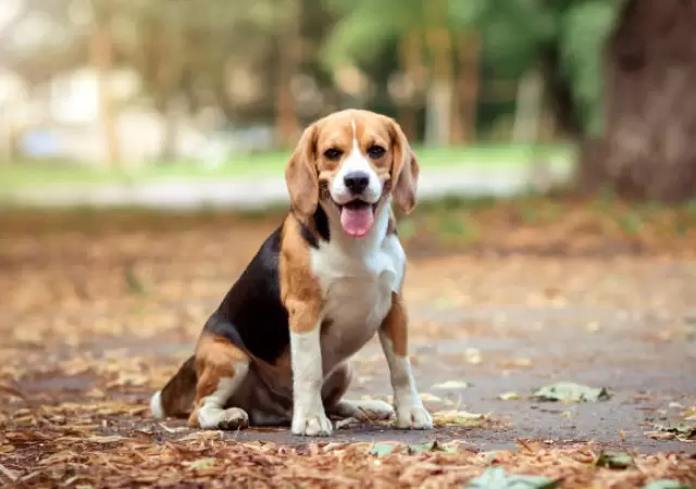 Beagle