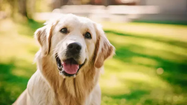 El Labrador es ideal para compartir con nios