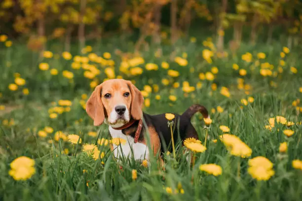 Con su energa el Beagle ama a los chicos