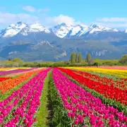 Este pueblo patagnico tiene un campo de tulipanes increble y as pods visitarlo