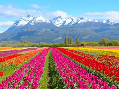 Campo de Tulipanes en la Patagonia.