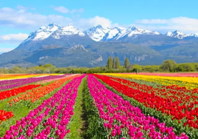 Campo de Tulipanes en la Patagonia.