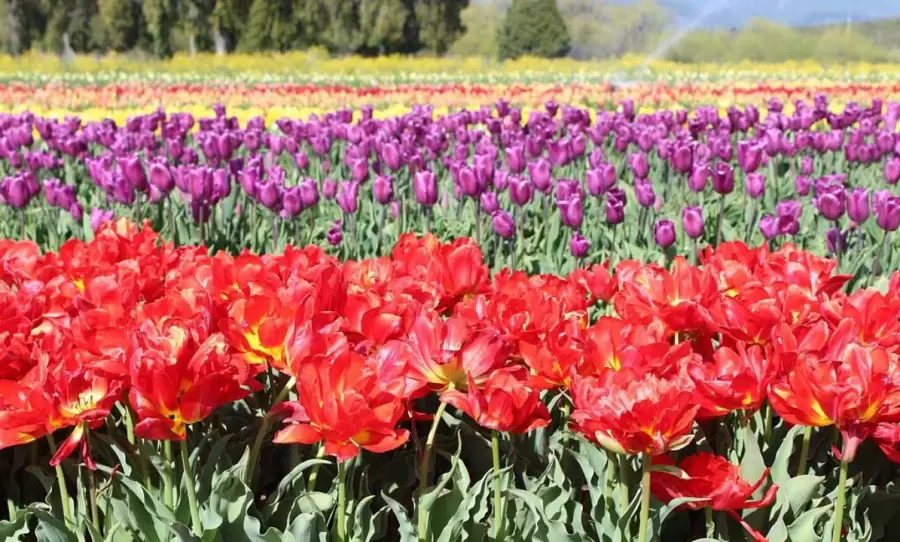 Campo de tulipanes en la Patagonia