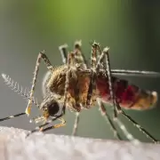 Secreto fascinante: cmo nos detectan los mosquitos para picarnos