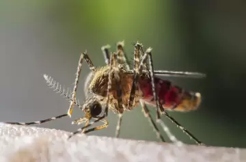 Secreto fascinante: cmo nos detectan los mosquitos para picarnos