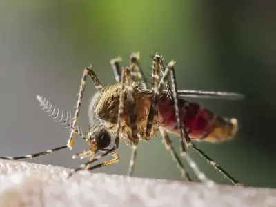 Secreto fascinante: cmo nos detectan los mosquitos para picarnos