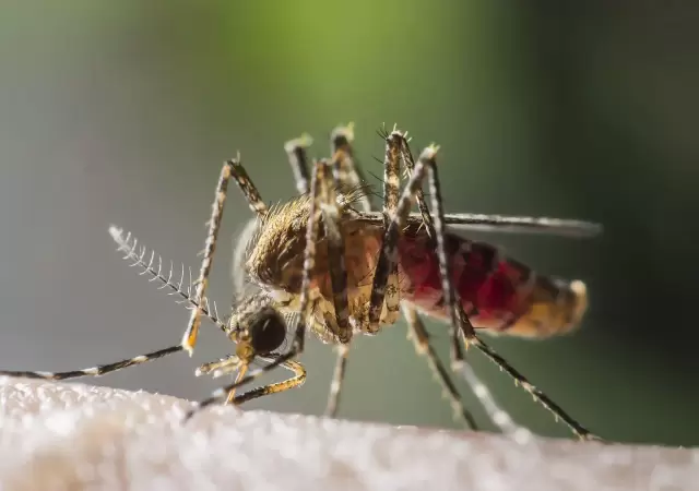 Secreto fascinante: cmo nos detectan los mosquitos para picarnos