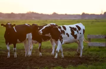 Las vacas estn contentas.