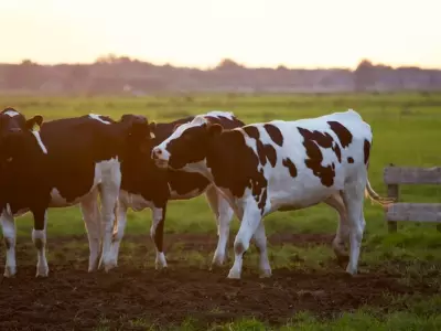 Las vacas estn contentas.