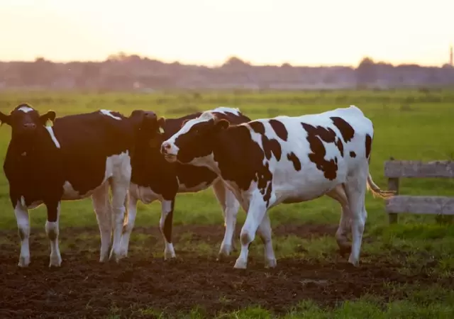 Las vacas estn contentas.