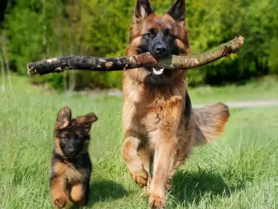 Por qu los perros ven el mundo de una manera distinta a nosotros