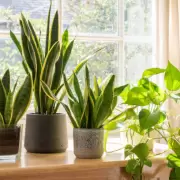 Estas son las mejores plantas para habitaciones sin ventanas o con poca luz