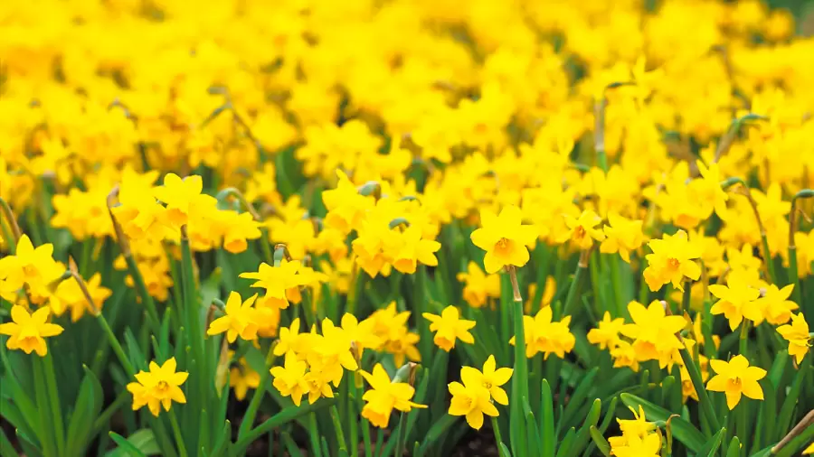 El color amarillo est relacionado con la riqueza y la abundancia