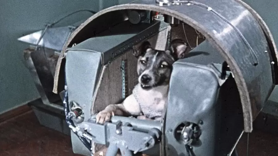 Laika, la perrita rusa que fue enviada al espacio a bordo de la nave Sputnik 2.