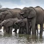 Espeluznante! Zimbabue sacrificar 200 elefantes a causa de la ola de hambre