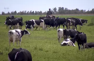 Los hermanos se hicieron millonarios enviando por encomienda el producto que se halla en las vesculas de los rumiantes.