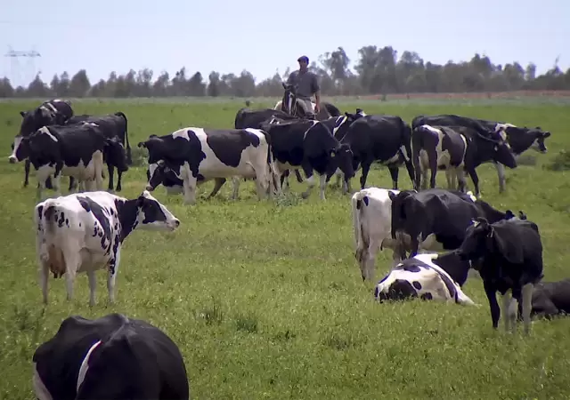 Los hermanos se hicieron millonarios enviando por encomienda el producto que se halla en las vesculas de los rumiantes.