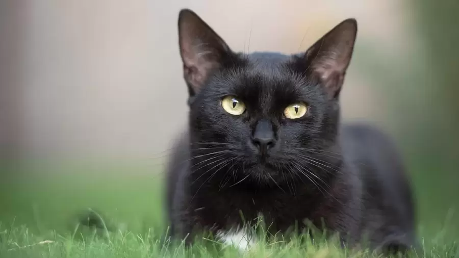 gato-negro