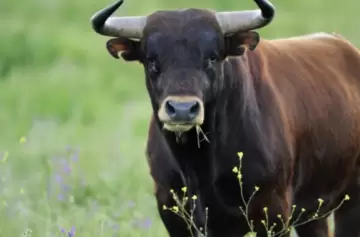 El hombre que fue atacado por el toro en Caucete falleci desangrado luego de ser embestido varias veces.