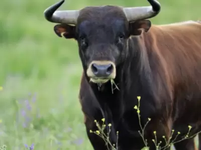 El hombre que fue atacado por el toro en Caucete falleci desangrado luego de ser embestido varias veces.