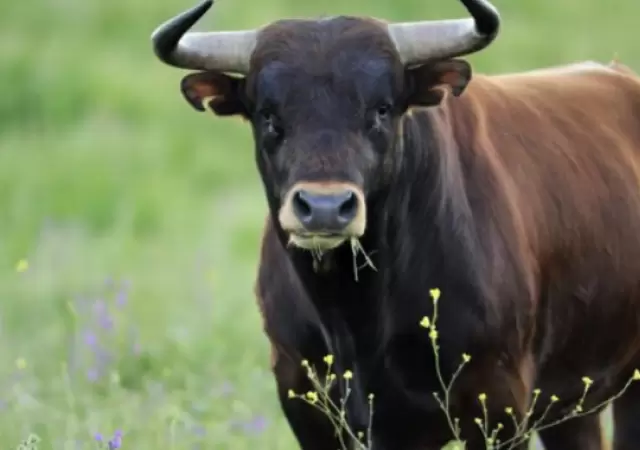 El hombre que fue atacado por el toro en Caucete falleci desangrado luego de ser embestido varias veces.