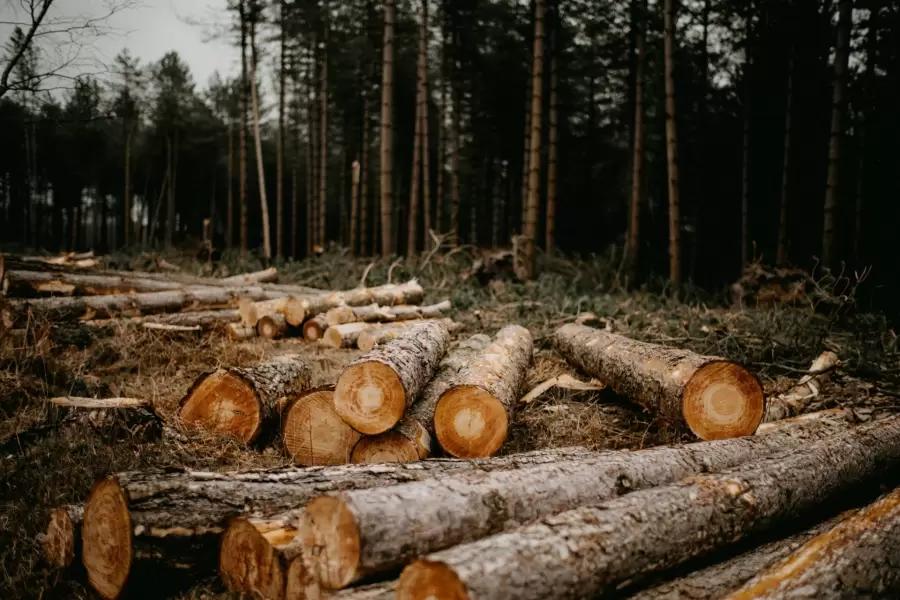 La nueva ley propone controlar la deforestacin. (Foto: web)