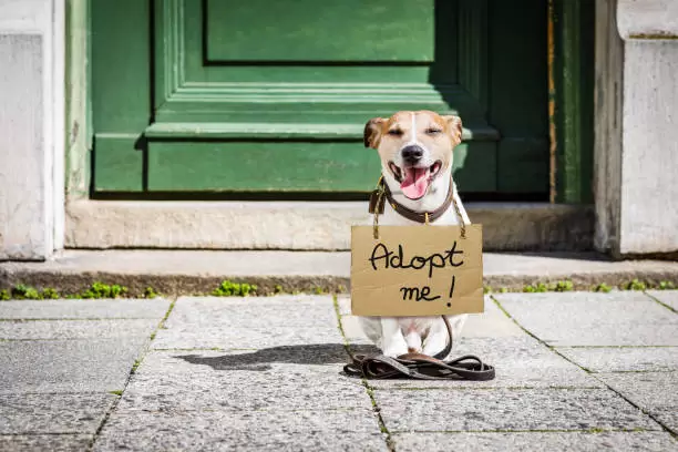 Hoy es el da mundial del perro adoptado