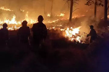 Bosques arrasados