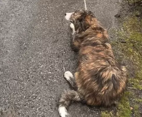 El perro qued a resguardo en un refugio para mascotas de compaa.