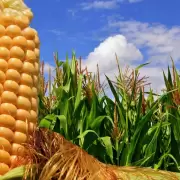 El agro gener� un 21% m�s de ingresos que en el 2023: causas y proyecciones a futuro