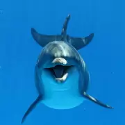 Delfines muestran su alegr�a con sonrisas: la ciencia confirma su comunicaci�n visual