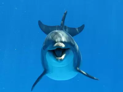 Los delfines sonr�en seg�n la ciencia