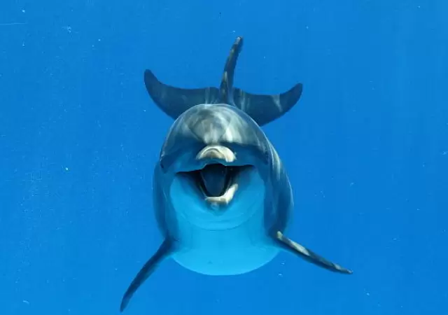Los delfines sonr�en seg�n la ciencia