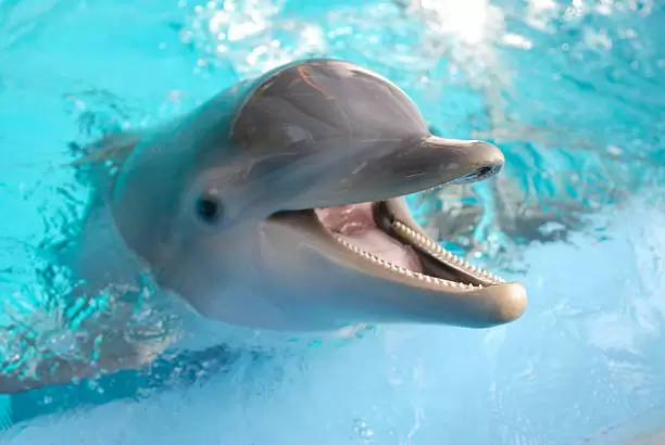 Los delfines sonr�en seg�n la ciencia