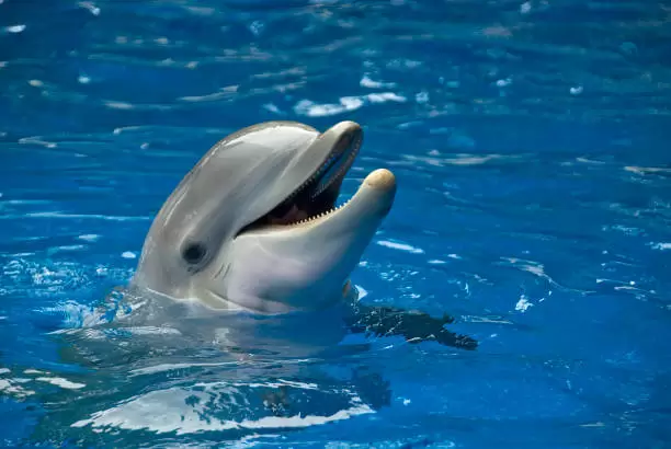Los delfines se r�en mientras juegan