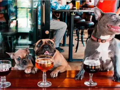 Una ciudad pet friendly