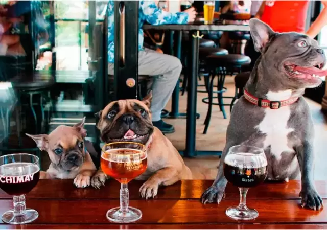 Una ciudad pet friendly