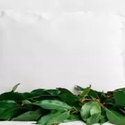 M�s all� de la cocina: los poderes curativos del laurel