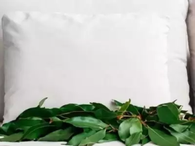 M�s all� de la cocina: los poderes curativos del laurel
