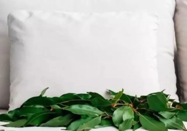 M�s all� de la cocina: los poderes curativos del laurel