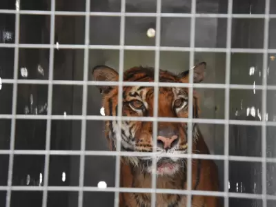 Lucy ser� trasladada a un santuario