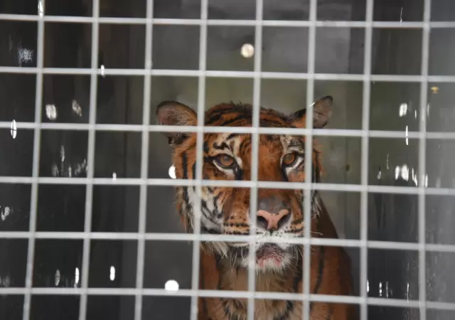 Lucy ser� trasladada a un santuario