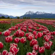 Feriado largo: el alucinante y bell�simo campo de Tulipanes Patagonia