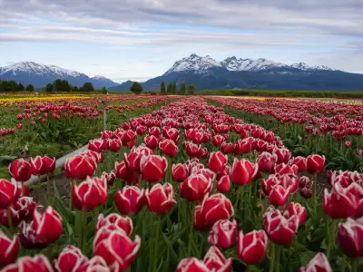 El Campo de Tulipanes Patagonia ofrece un despliegue visual sin igual durante todo octubre.
